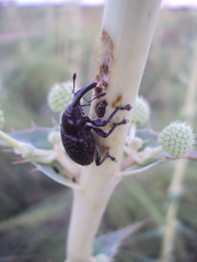 Heilipodus scabripennis