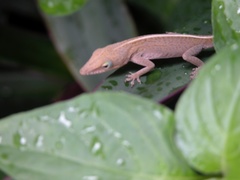Anolis porcatus