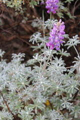 Lupinus excubitus