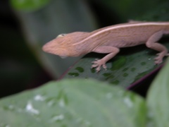 Anolis porcatus
