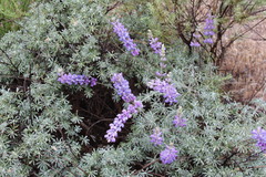 Lupinus excubitus