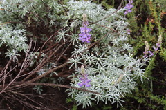 Lupinus excubitus