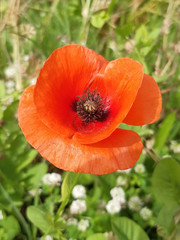 Papaver rhoeas