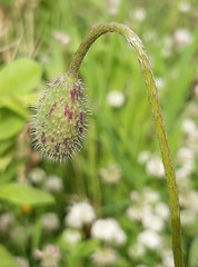 Papaver rhoeas