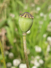 Papaver rhoeas