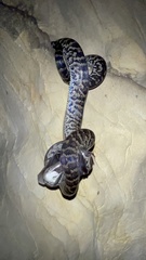 Chilabothrus striatus