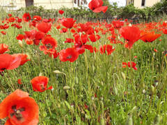 Papaver rhoeas