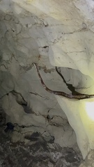 Chilabothrus striatus