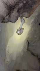 Chilabothrus striatus