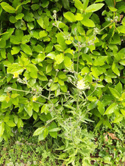 Picris hieracioides