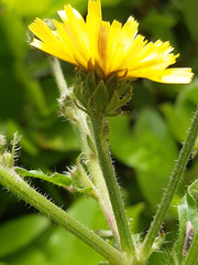 Picris hieracioides