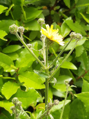 Picris hieracioides
