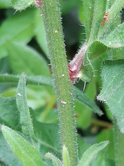 Picris hieracioides