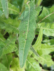 Picris hieracioides