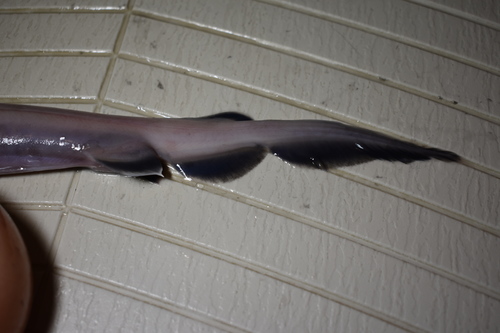 Frilled shark (Chlamydoselachus anguineus) — Chlamydoselachidae — 4