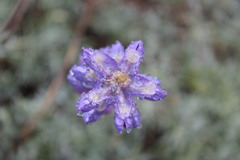 Lupinus excubitus