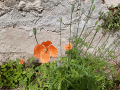 Papaver dubium dubium