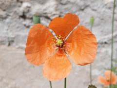 Papaver dubium dubium