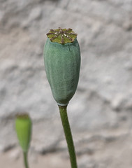 Papaver dubium dubium