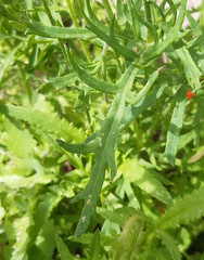 Papaver dubium dubium