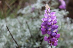 Lupinus excubitus