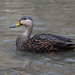 Mottled Duck - Photo (c) Stephen John Davies, some rights reserved (CC BY-NC), uploaded by Stephen John Davies