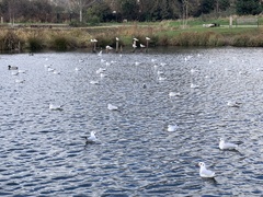 Chroicocephalus ridibundus