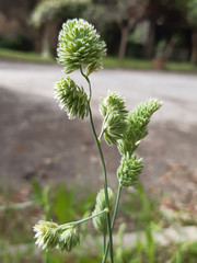 Dactylis glomerata glomerata