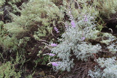 Lupinus excubitus