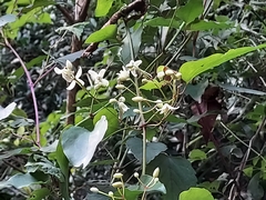 Clematis meyeniana
