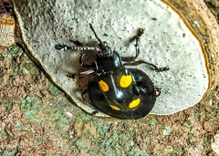 Eumorphus marginatus
