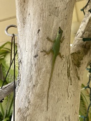 Anolis extremus