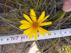 Gazania linearis linearis