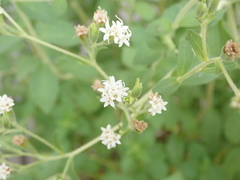 Stevia rebaudiana