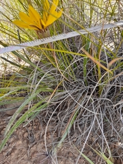 Gazania linearis linearis