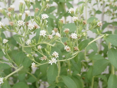 Stevia rebaudiana