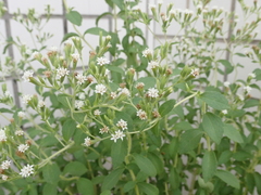 Stevia rebaudiana