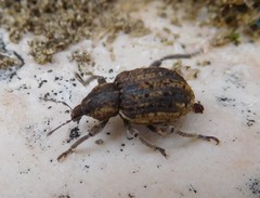 Brachypera zoilus