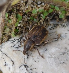 Brachypera zoilus