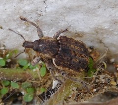 Brachypera zoilus
