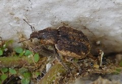 Brachypera zoilus