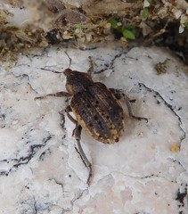 Brachypera zoilus