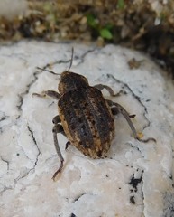 Brachypera zoilus