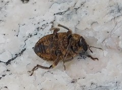 Brachypera zoilus