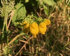Calceolaria dentata