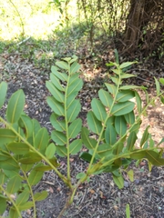 Albizia boivinii