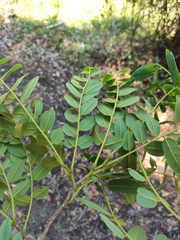 Albizia boivinii