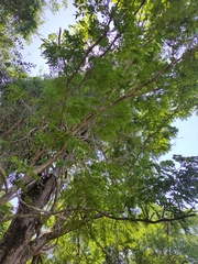 Albizia boivinii