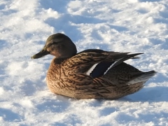 Anas platyrhynchos