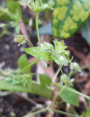 Stellaria apetala